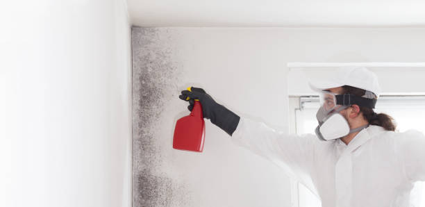 Best Emergency Mold Remediation in Bear Rocks, PA