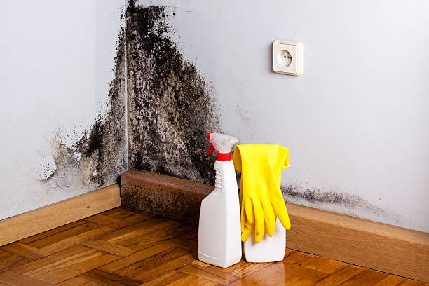 Best Insurance-Related Mold Remediation in Bear Rocks, PA